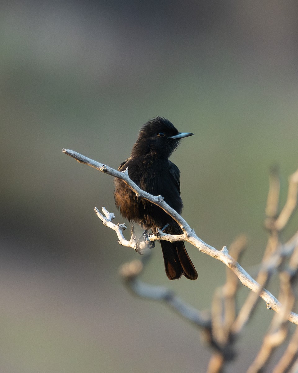 White-winged Black-Tyrant - ML628052093