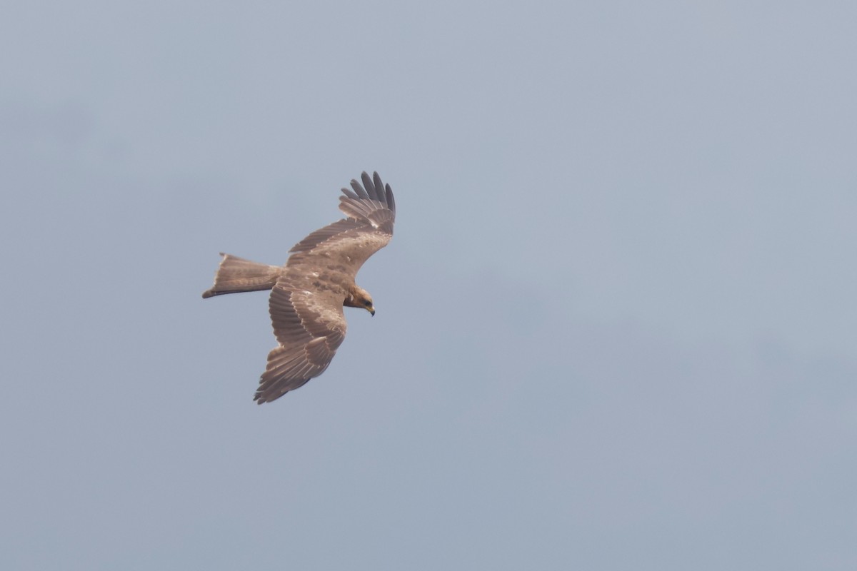 Black Kite (Yellow-billed) - ML628052100