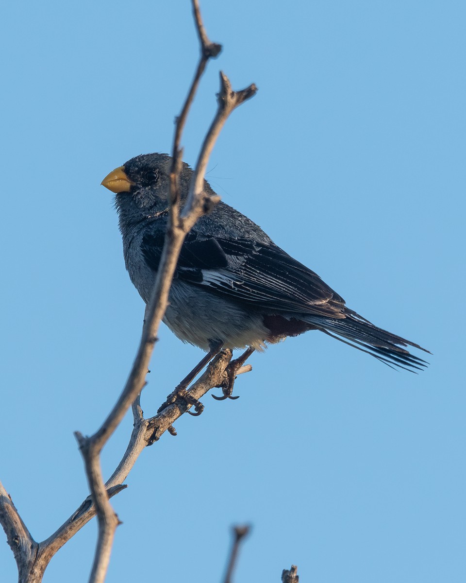 Band-tailed Seedeater - ML628052103