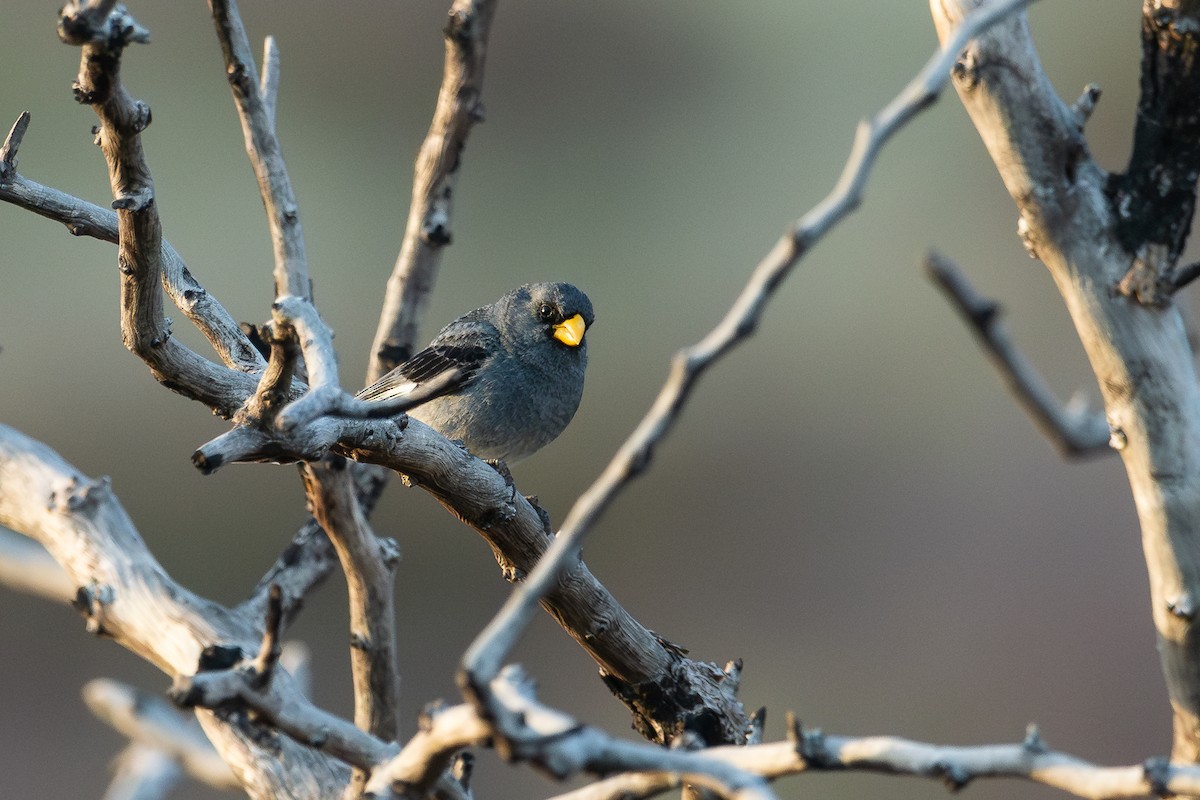 Band-tailed Seedeater - ML628052104