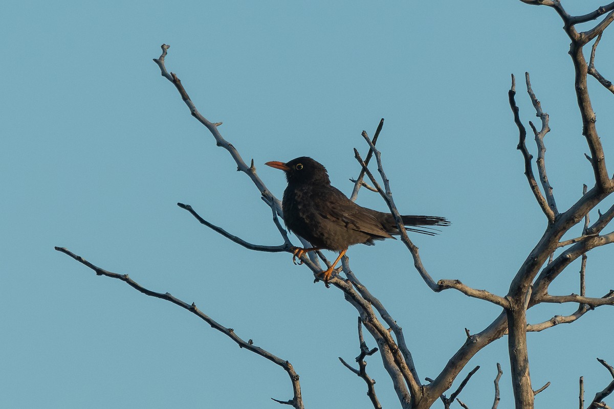 Chiguanco Thrush - ML628052110