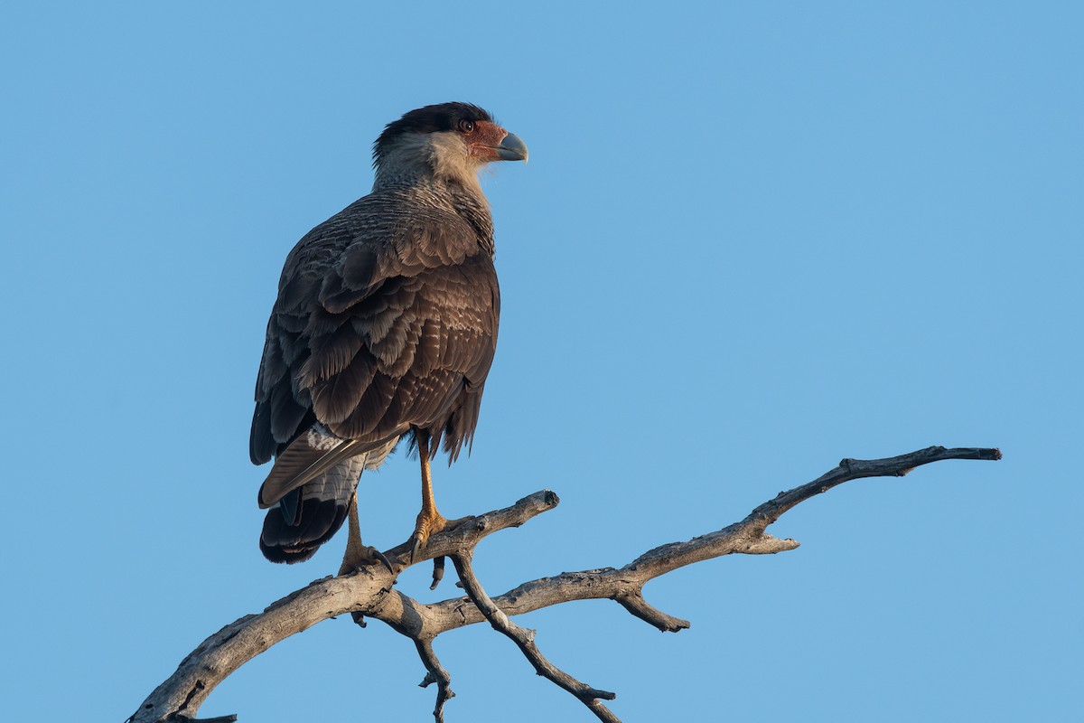 Crested Caracara - ML628052120