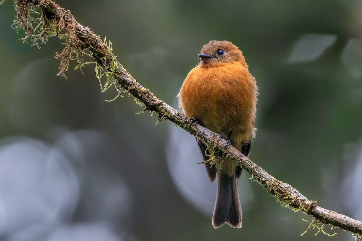 Cinnamon Flycatcher - ML628052121