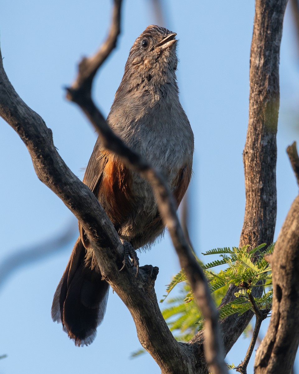 Crested Gallito - ML628052123