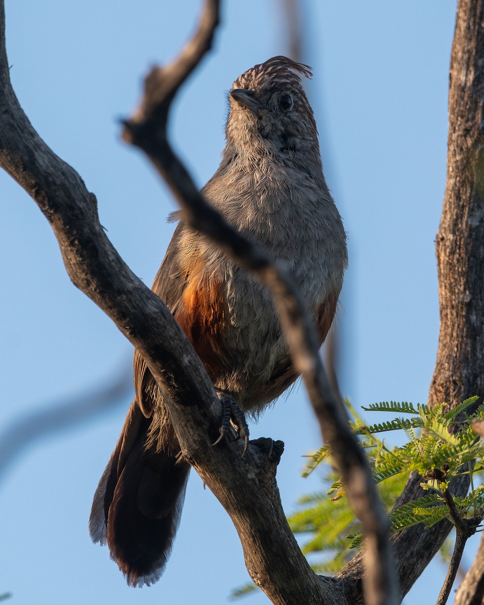 Crested Gallito - ML628052124