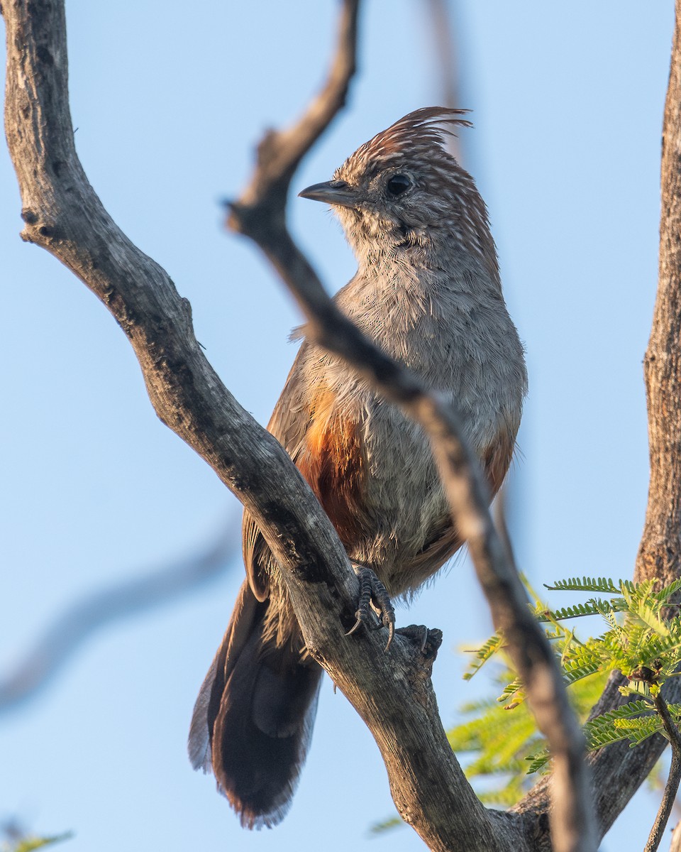 Crested Gallito - ML628052125