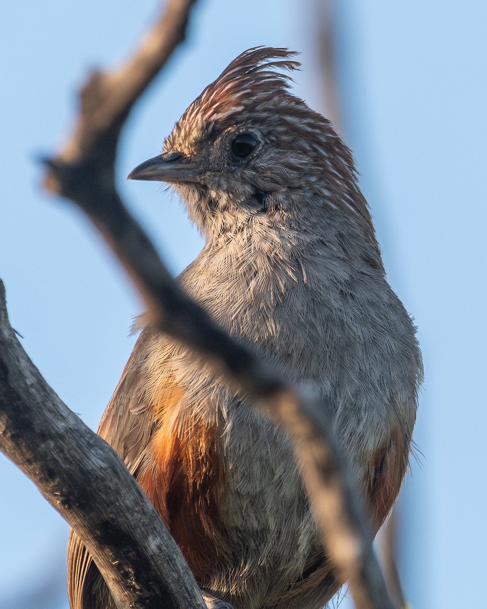 Crested Gallito - ML628052126