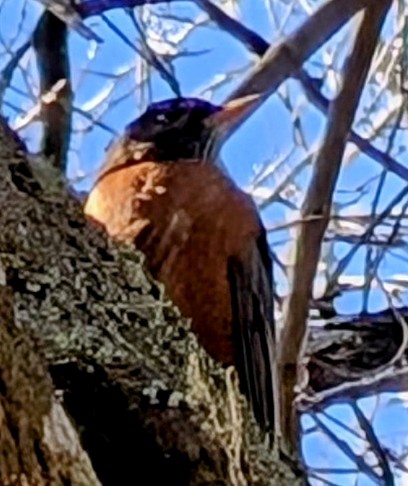 American Robin - ML628052146