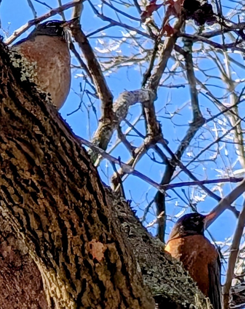 American Robin - ML628052147