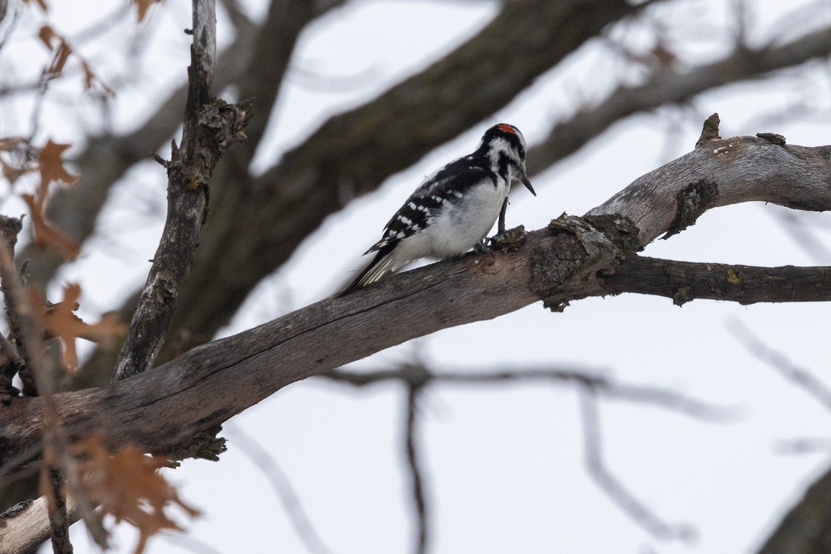 Hairy Woodpecker - ML628052174