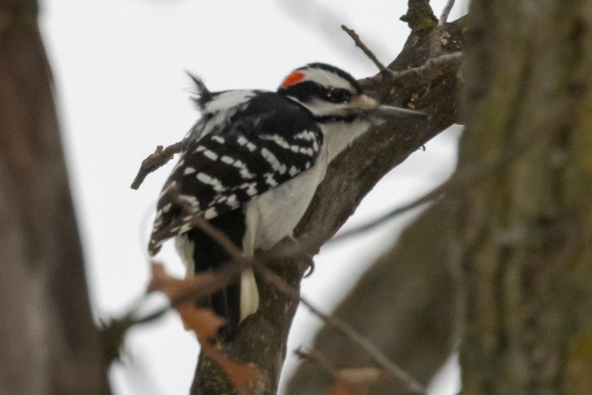 Hairy Woodpecker - ML628052175