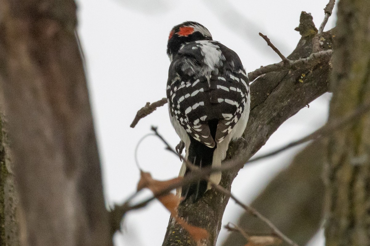 Hairy Woodpecker - ML628052176