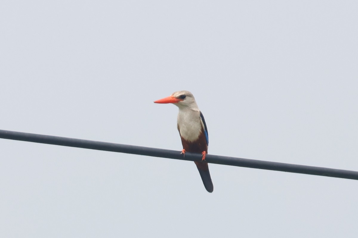 Gray-headed Kingfisher - ML628052215