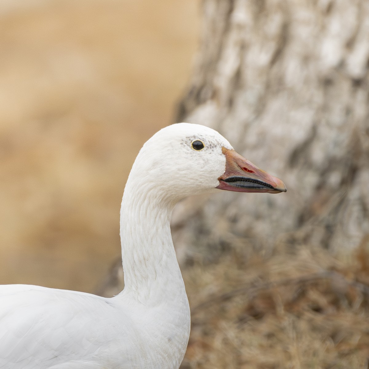 Snow Goose - ML628052244