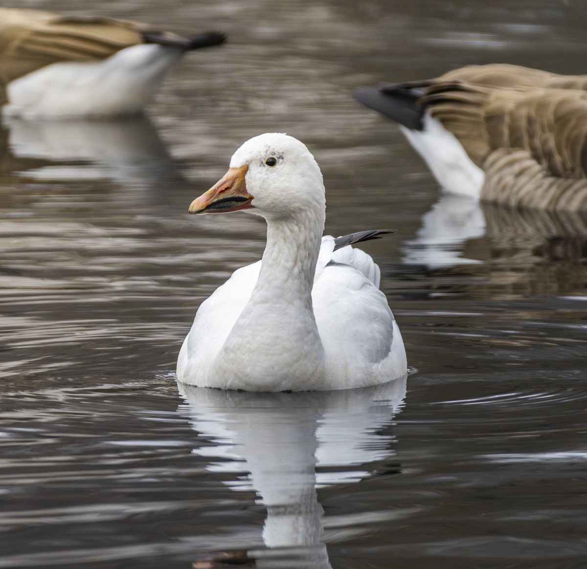 Snow Goose - ML628052245