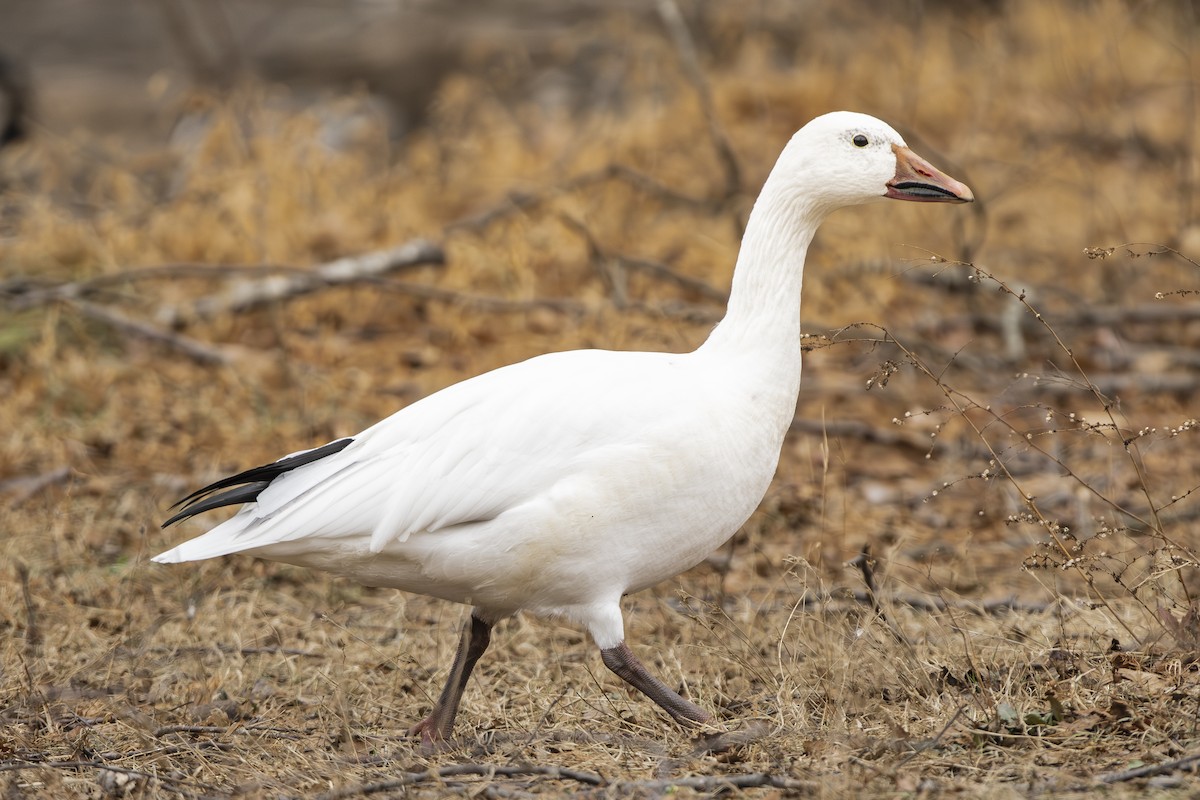 Snow Goose - ML628052246