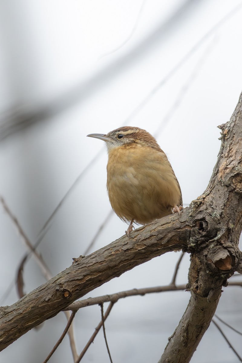 Carolina Wren - ML628052267