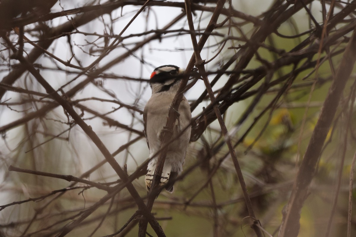 Downy Woodpecker - ML628052477