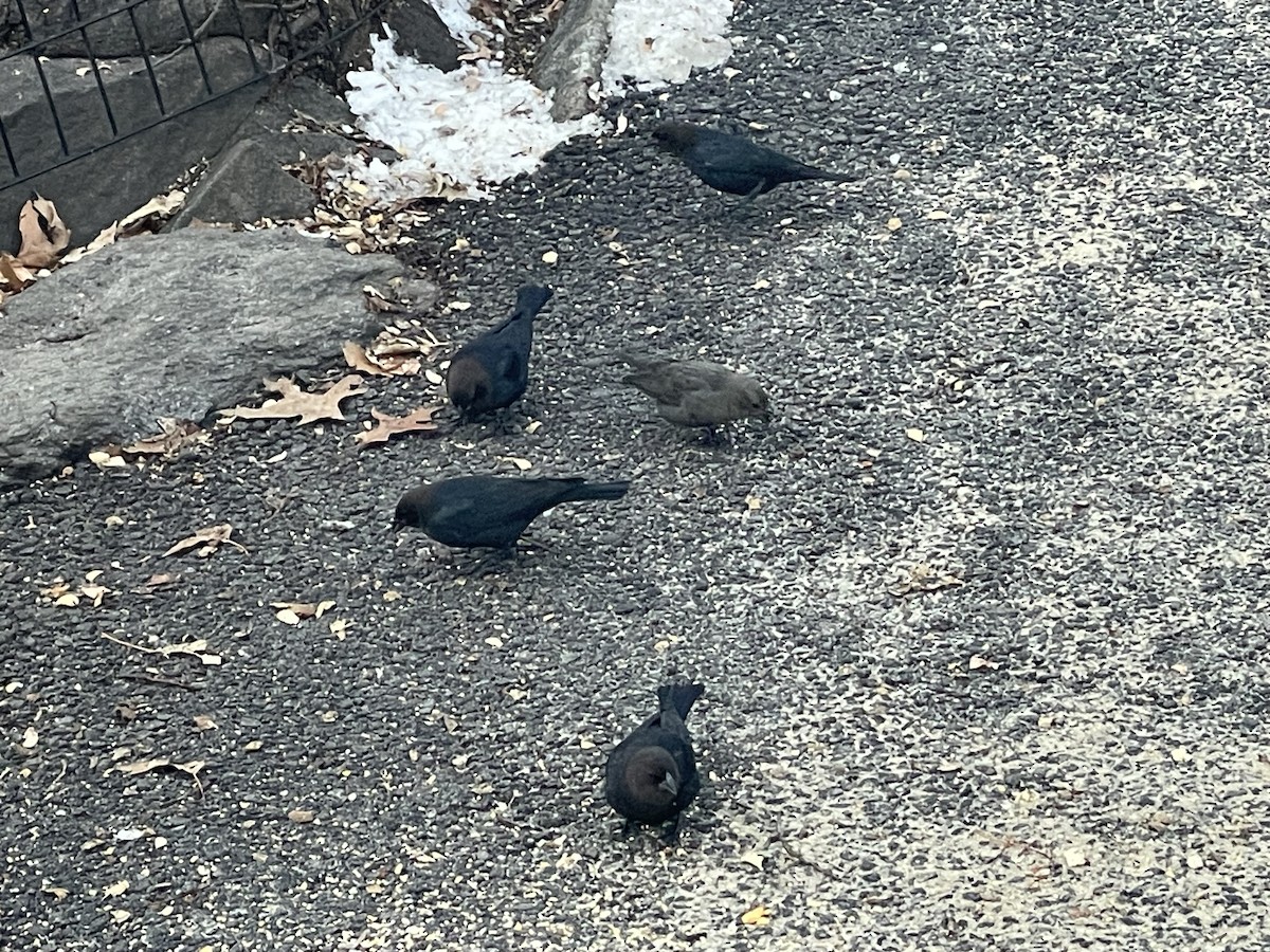 Brown-headed Cowbird - ML628052485