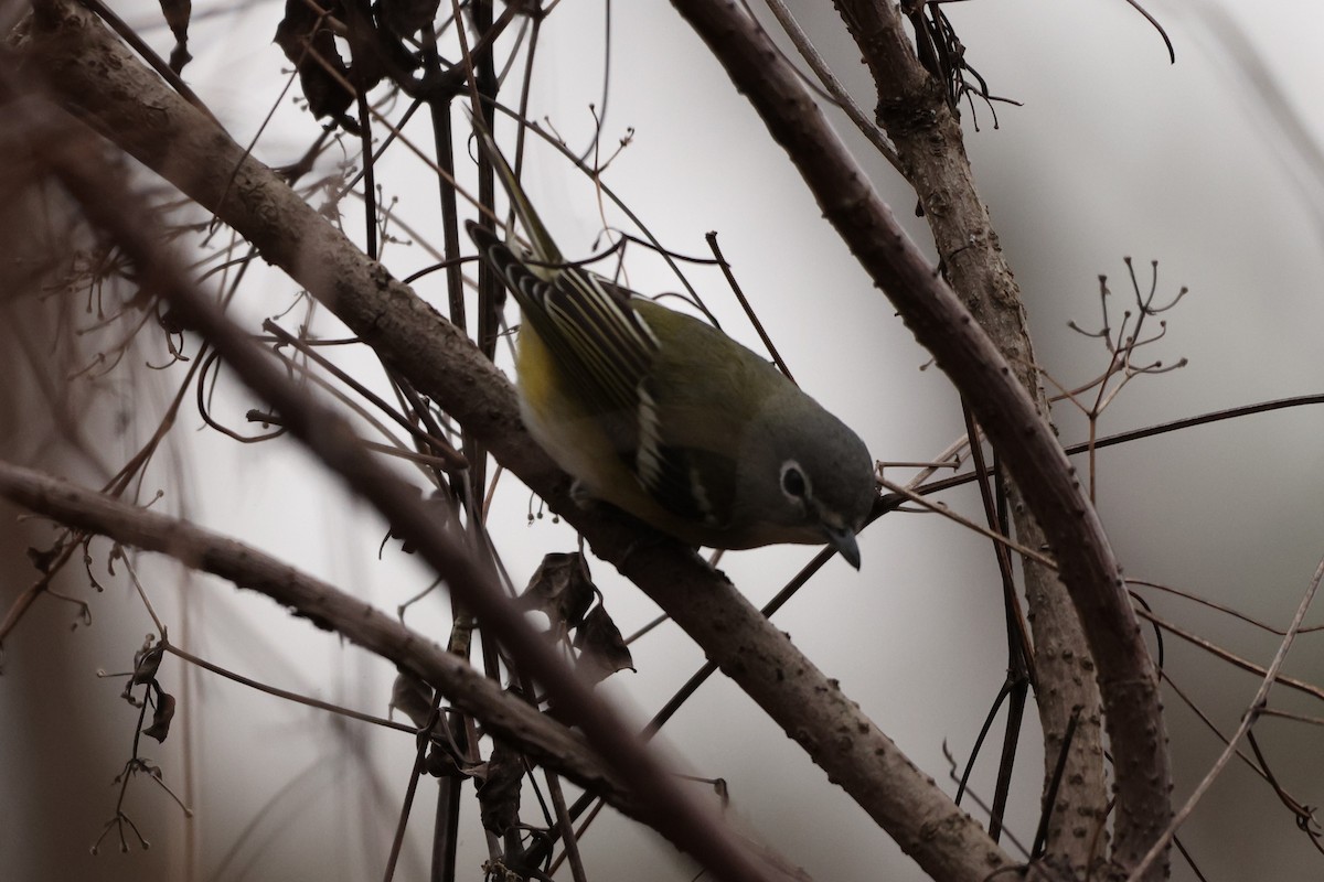 Blue-headed Vireo - ML628052502