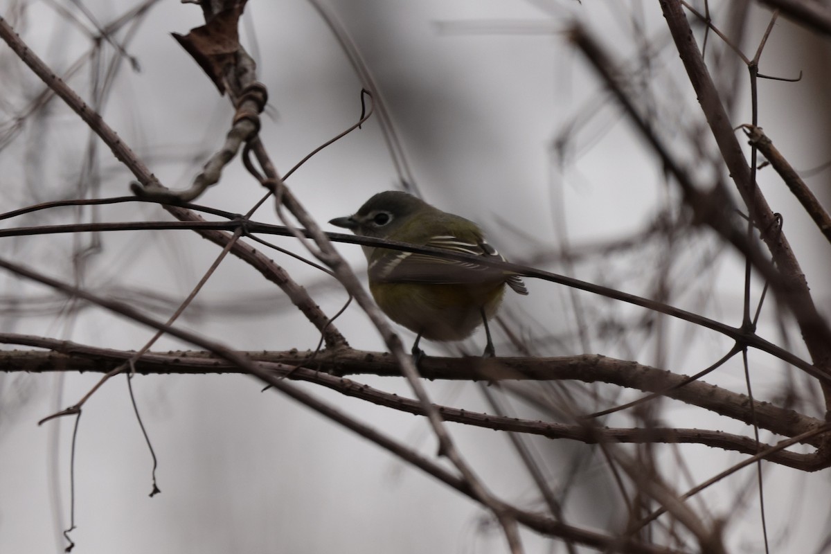 Blue-headed Vireo - ML628052504