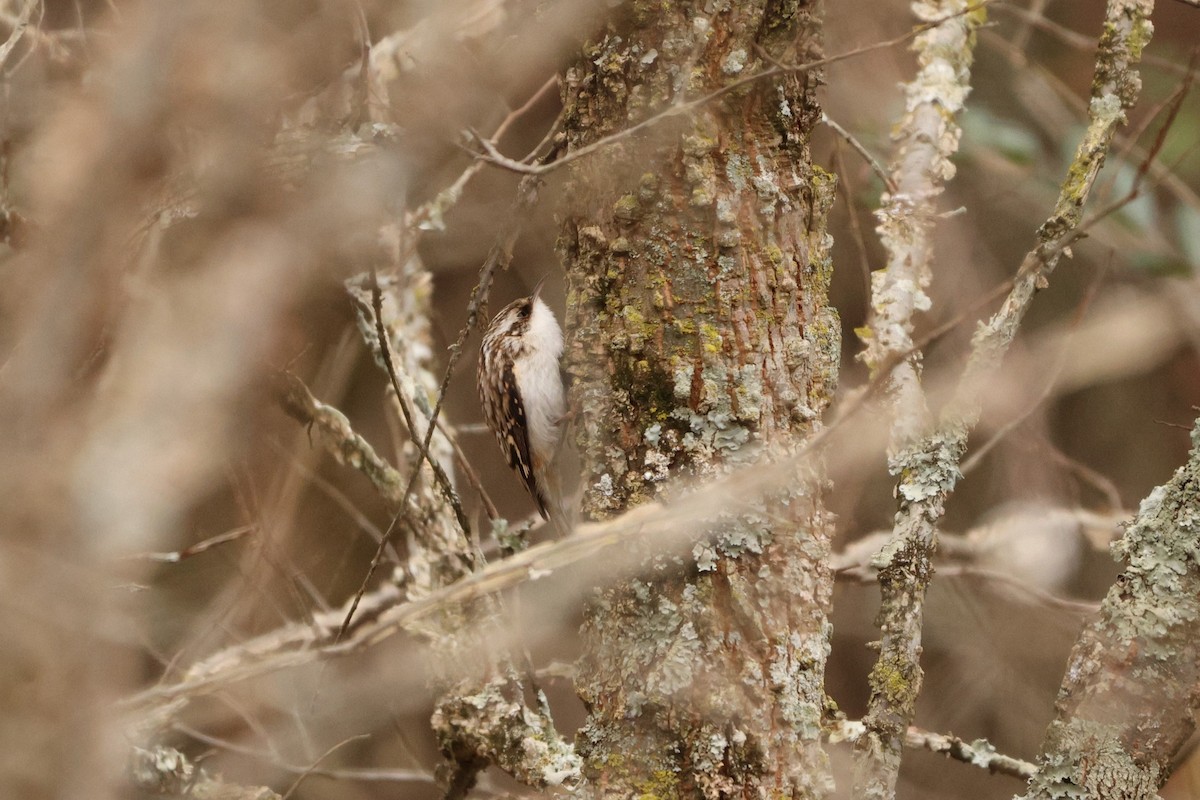 Brown Creeper - ML628052516