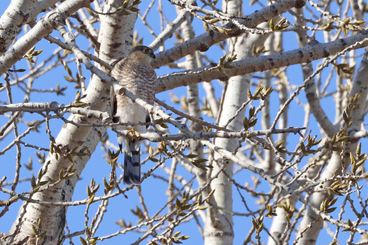 Sharp-shinned Hawk (Northern) - ML628052579