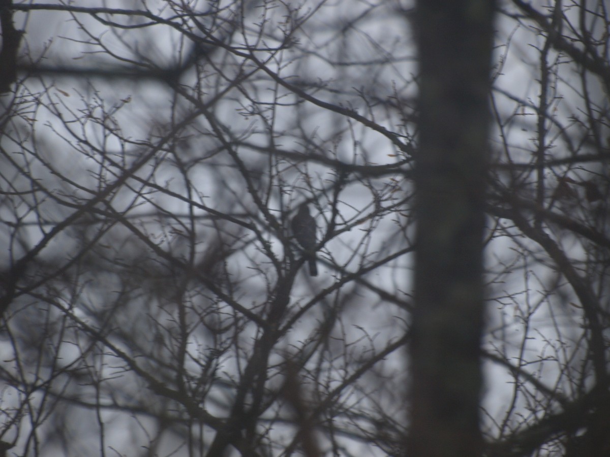 Sharp-shinned Hawk - ML628052585