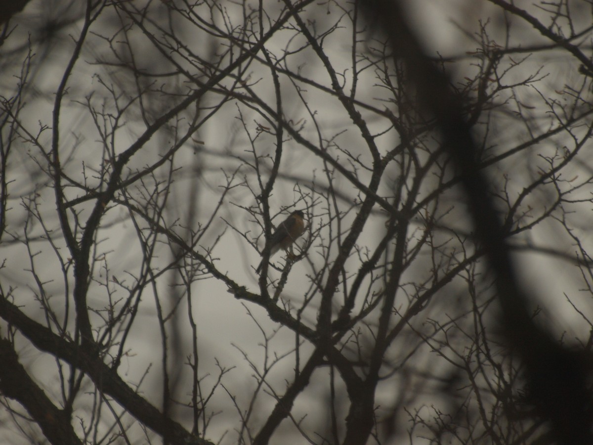 Sharp-shinned Hawk - ML628052586