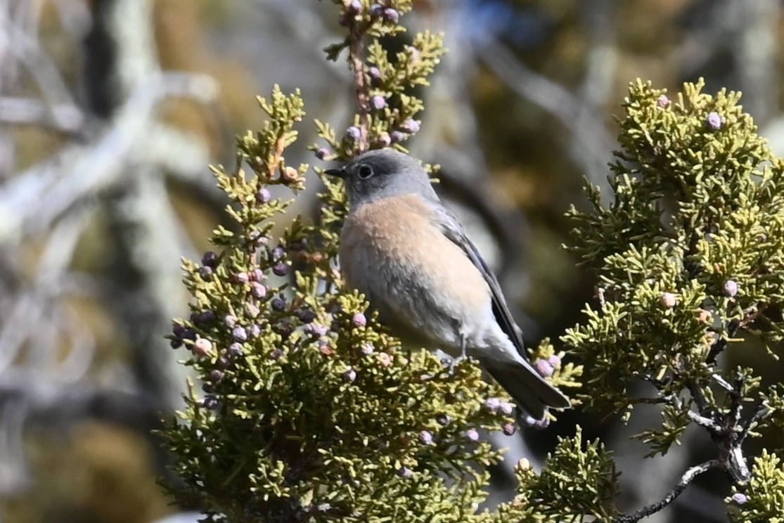 Western Bluebird - ML628052587