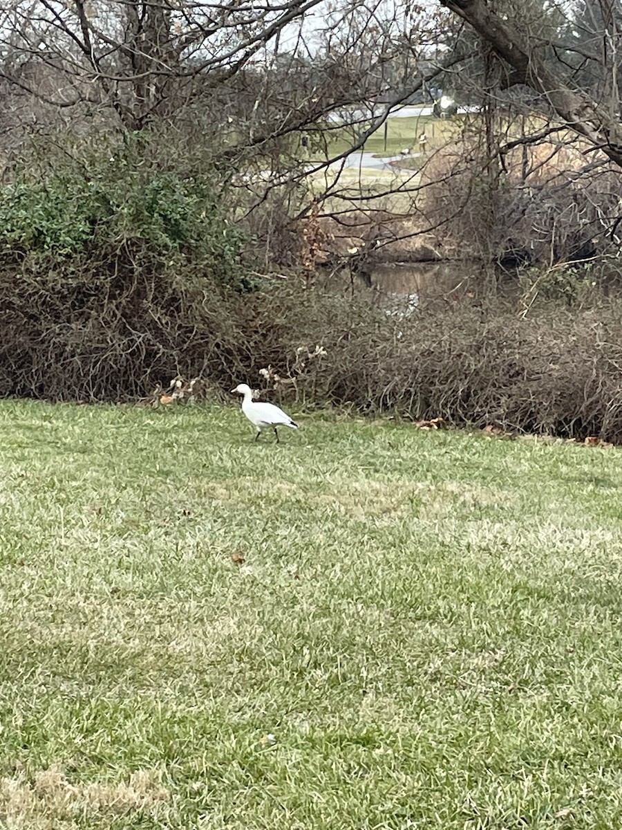 Snow Goose - ML628052625
