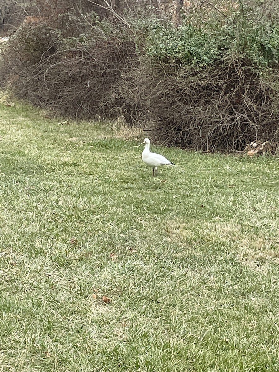 Snow Goose - ML628052626
