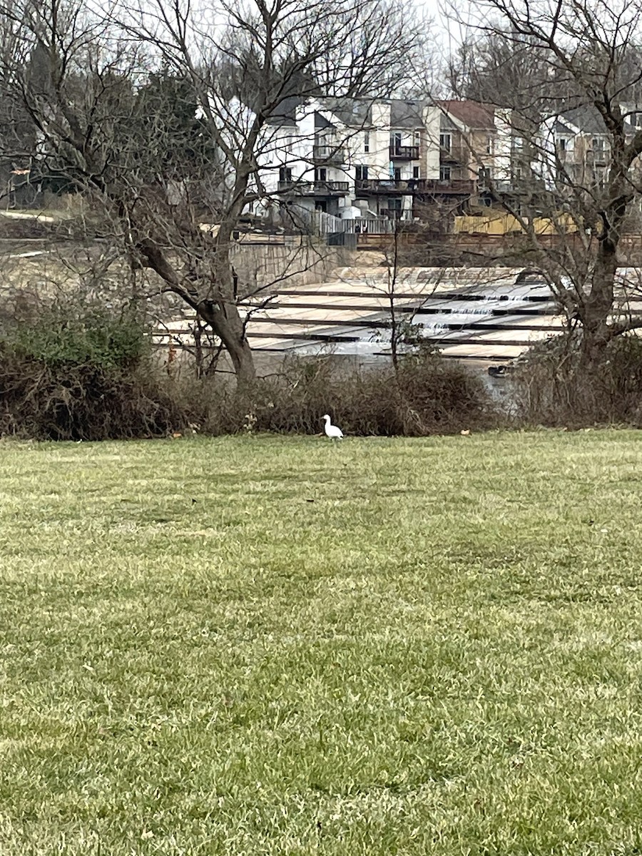 Snow Goose - ML628052627