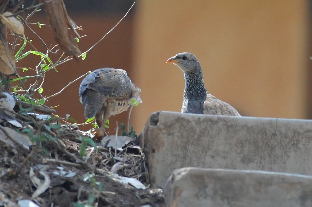 Crested Francolin - ML628052664