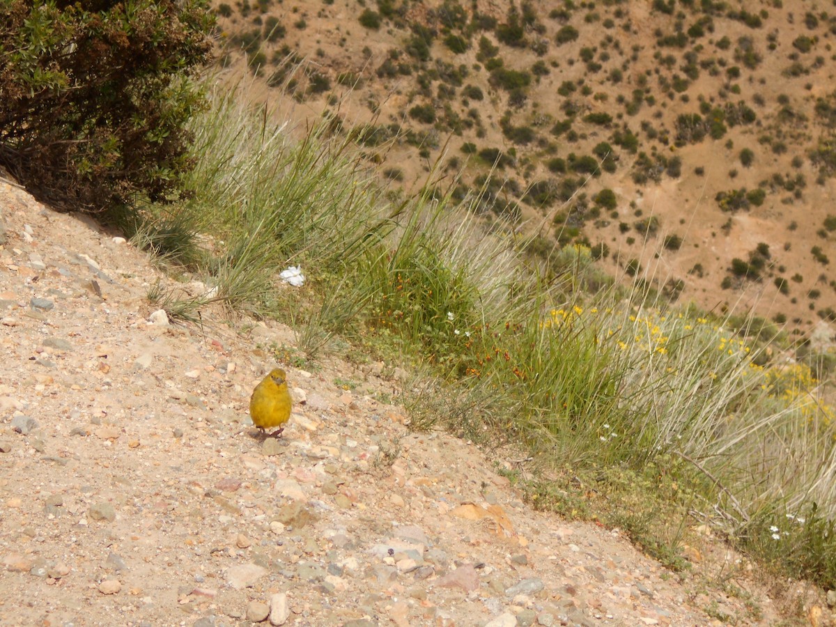 Greenish Yellow-Finch - ML628052735