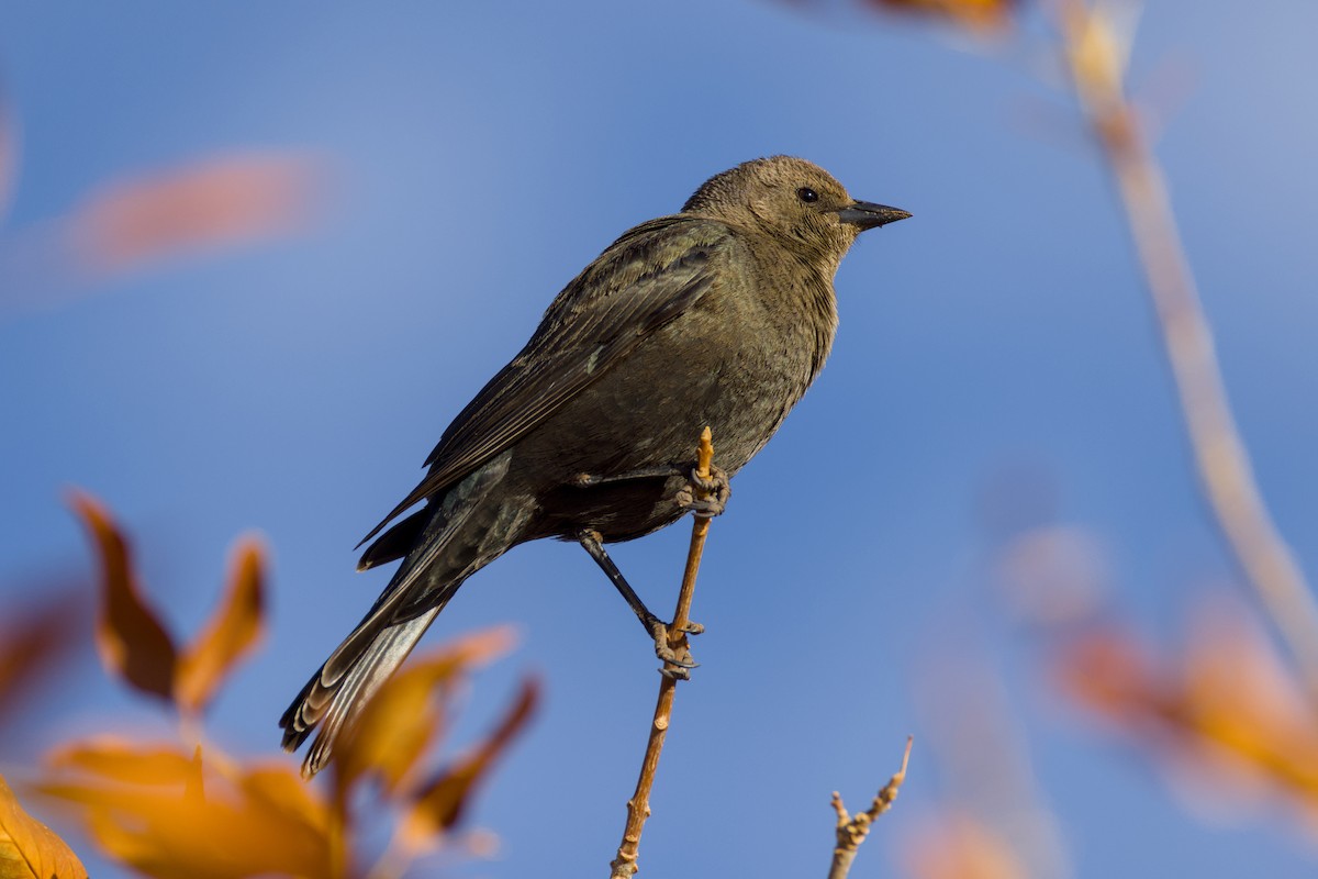 Brewer's Blackbird - ML628052743