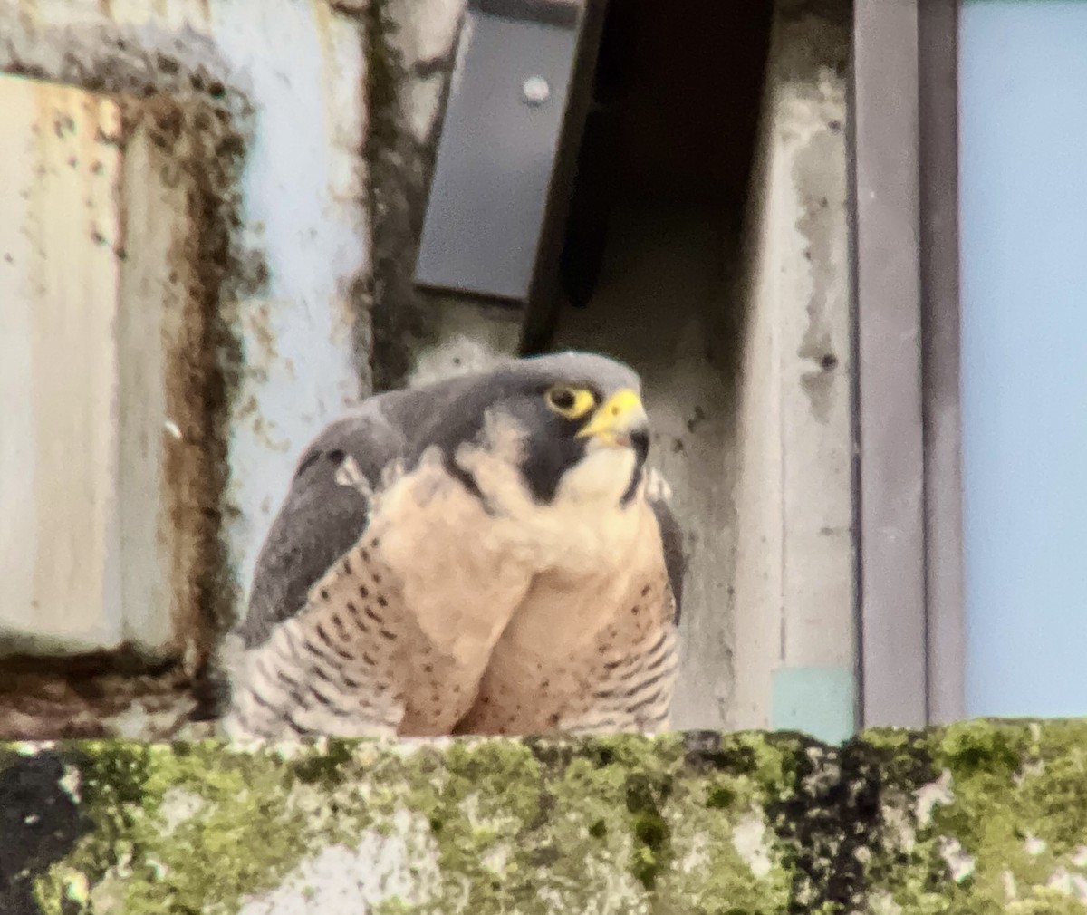 Peregrine Falcon - ML628052799