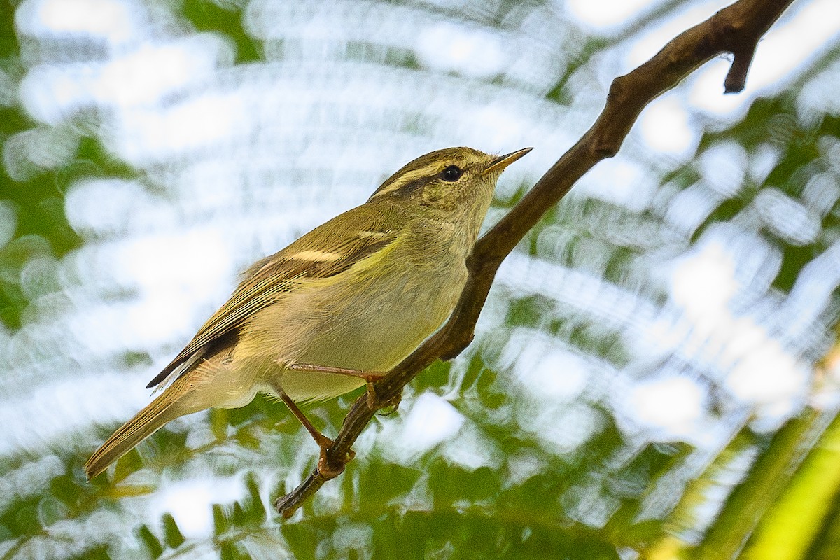 Yellow-browed Warbler - ML628052858