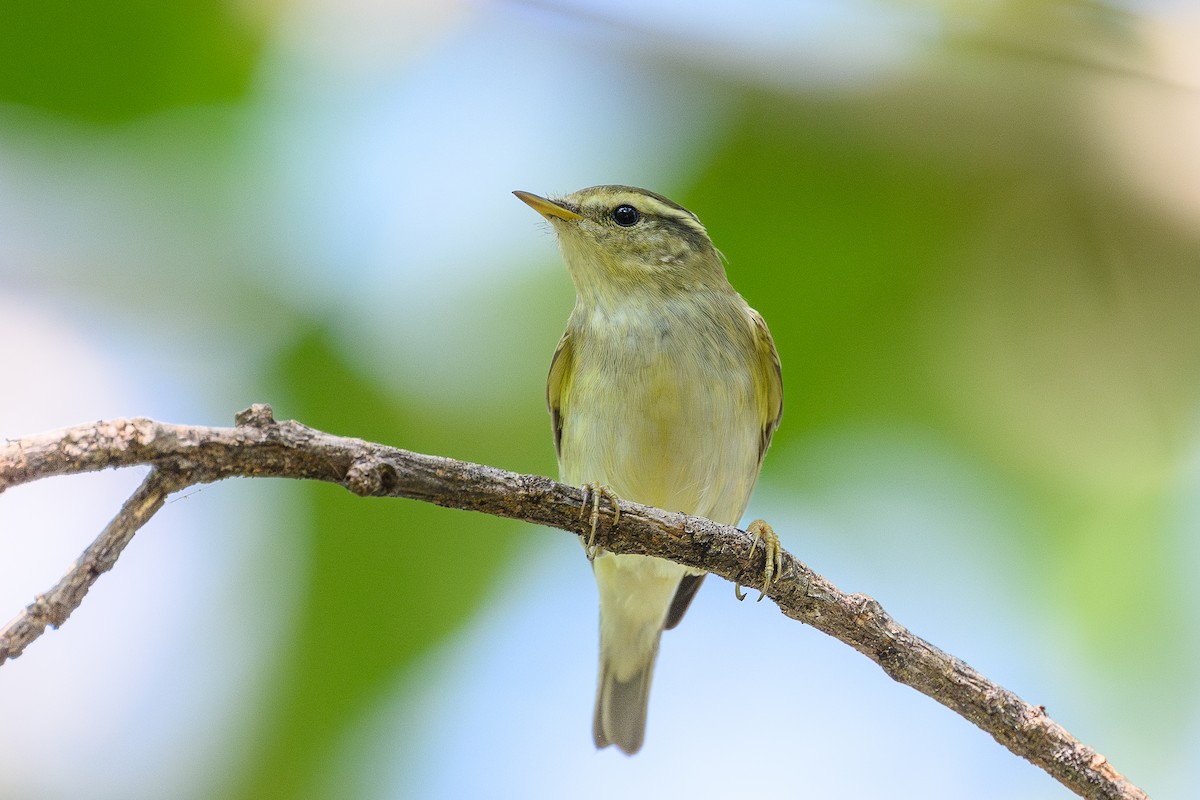 Yellow-browed Warbler - ML628052860