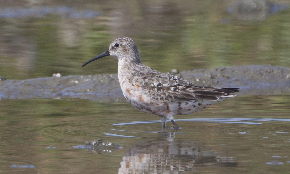 Curlew Sandpiper - Brian Sullivan