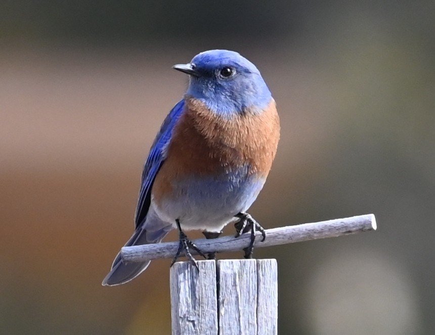 Western Bluebird - ML628053015