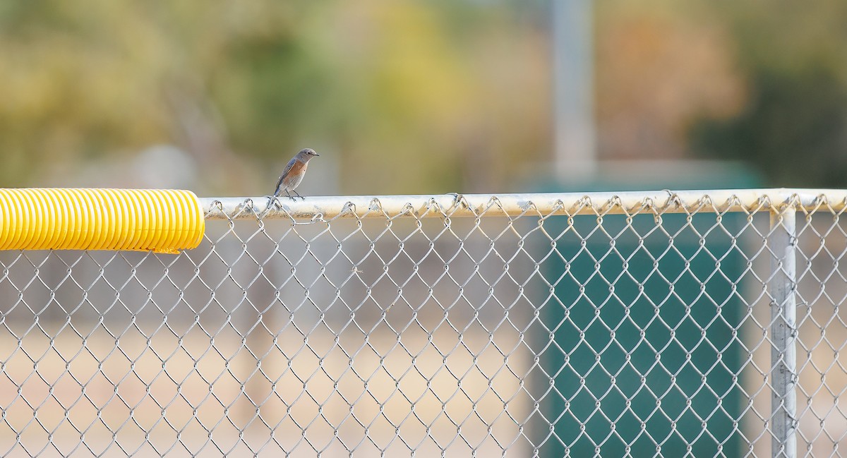 Western Bluebird - ML628053058