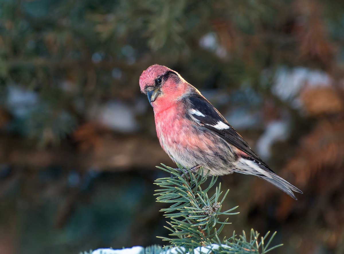 White-winged Crossbill - ML628053091