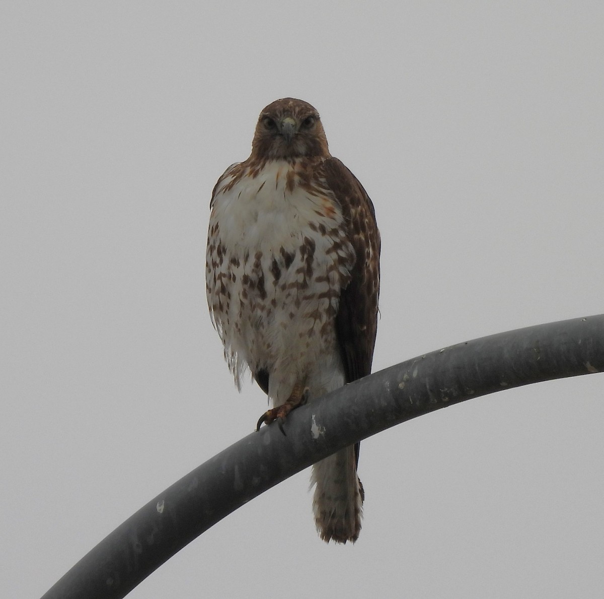 Red-tailed Hawk - ML628053100