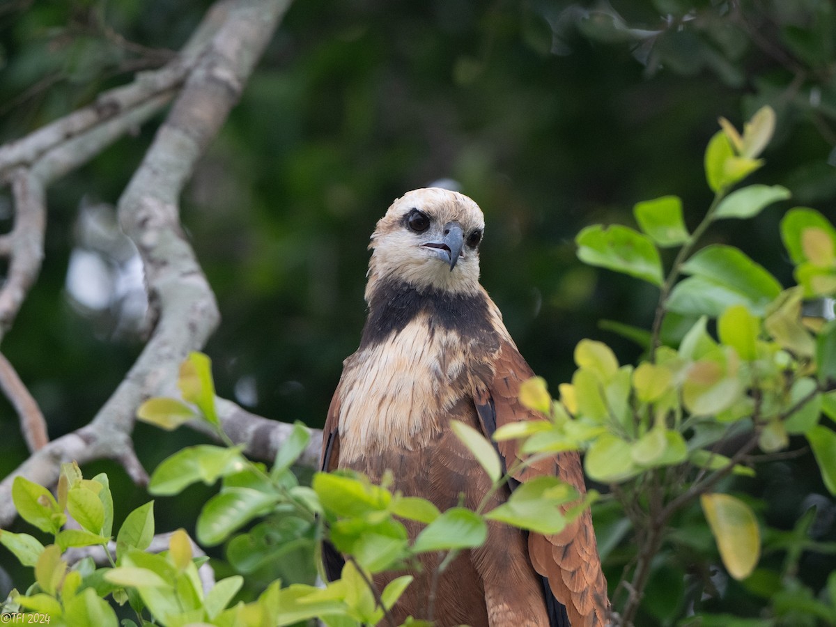 Black-collared Hawk - ML628053188