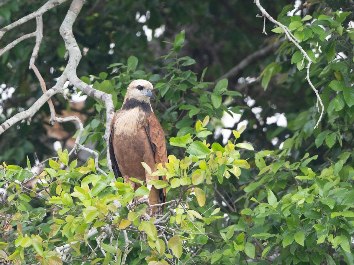 Black-collared Hawk - ML628053190