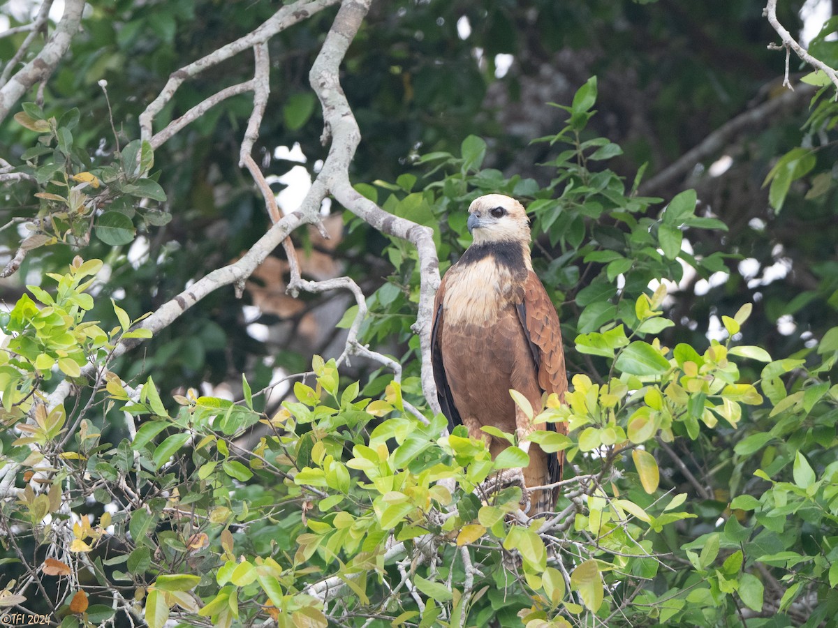 Black-collared Hawk - ML628053191