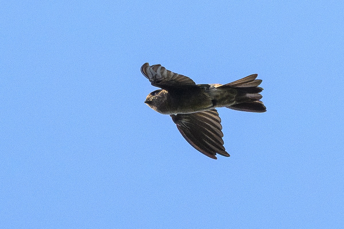 White-nest Swiftlet (Germain's) - ML628053303