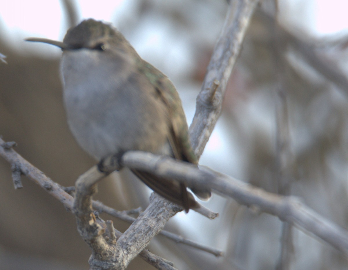 Costa's Hummingbird - ML628053355