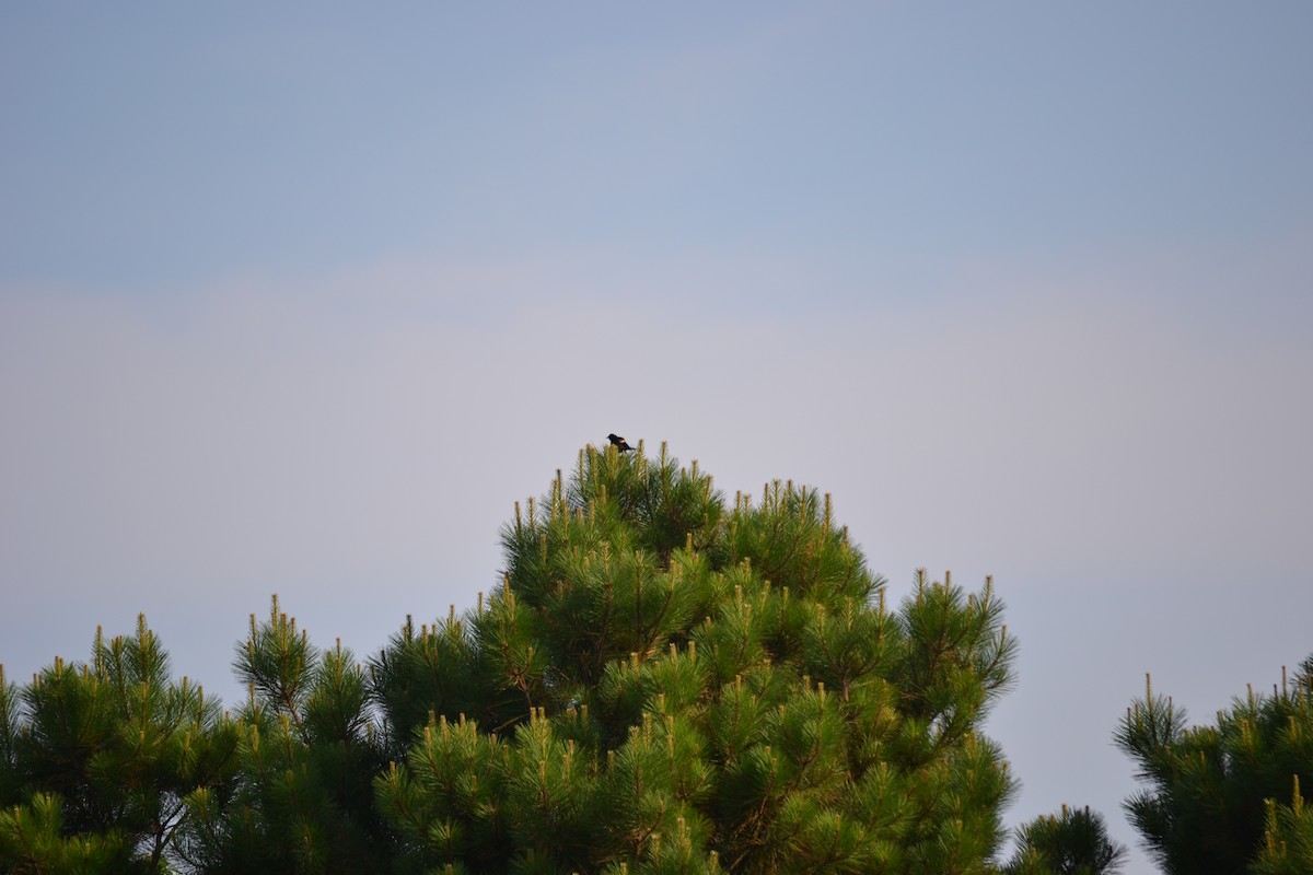 Red-winged Blackbird - ML628053381